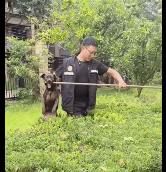 狗狗的背上被叮满了苍蝇，它求助的眼神令人破防，结局令人惋惜！ 
