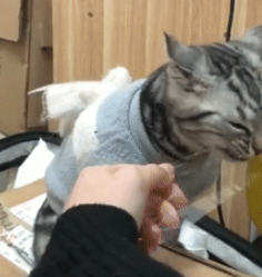 主人嫌胶带不好撕，让家里懒猫来咬，猫：这年头混口饭吃不容易