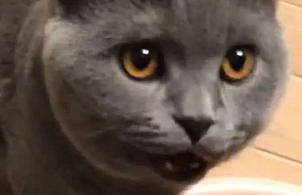 女主正泡脚，蓝猫突然跑来尝了口洗脚水，下一秒反应乐翻