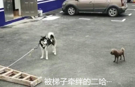 二哈被拴在警察局门口失物招领引人围观，警察苦笑着说出原因