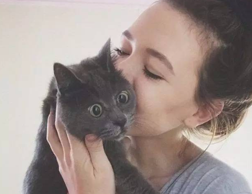 惊讶猫走红网络 背后故事令人伤感