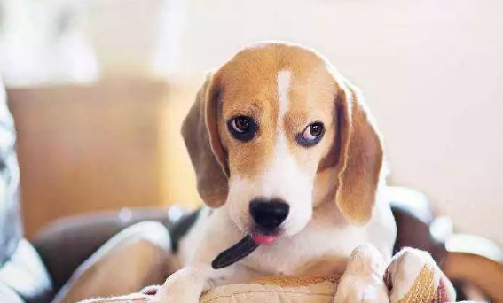 实验犬之殇！被美国移植大脑，被苏联接上两个头，死亡是最终归宿