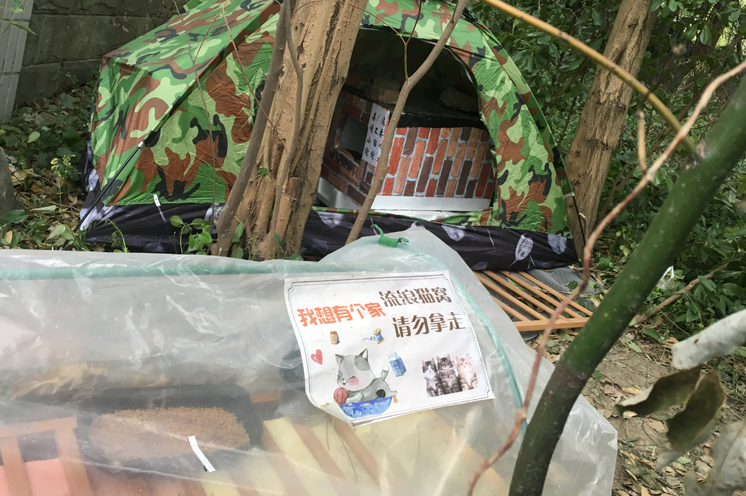 善待流浪猫，就是善待人类自己