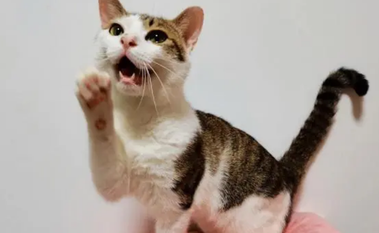 小伙路上偶遇花猫，身材壮硕让人窒息，网友：这是吃了增肌粉？