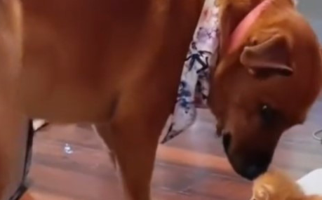 大狗对小橘猫一见钟情，将它当成自己的小孩一样照顾！