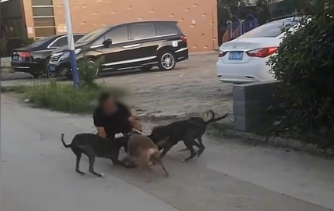 小狗被4条未牵绳烈犬撕咬，路人：撕咬5分钟，主人都拦不住 