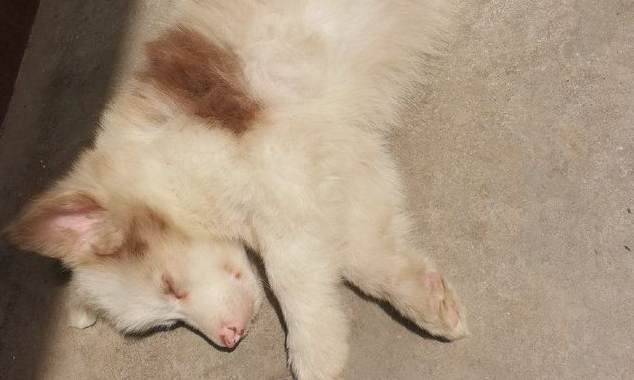 亲身体验，自从养了边境牧羊犬之后……