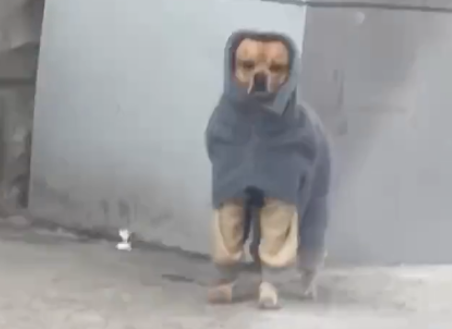 东北的狗穿着厚衣服出门，还以为是两个小巫婆，包裹得真严实啊！