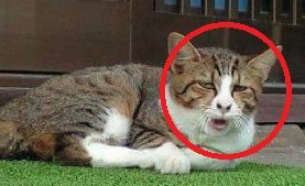 网友远远望见只狸花猫，兴冲冲跑去撸猫，走近一看：这猫我不吸