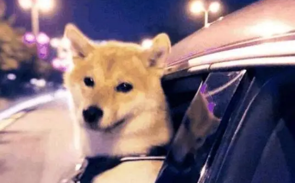 铲屎官开车带柴犬兜风，柴整个身体都探出窗外，路人：狗要跳车啦