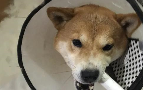 捣乱：人家九寨沟金秋飘雪，你个柴犬跟什么风，非弄个漫天狗毛