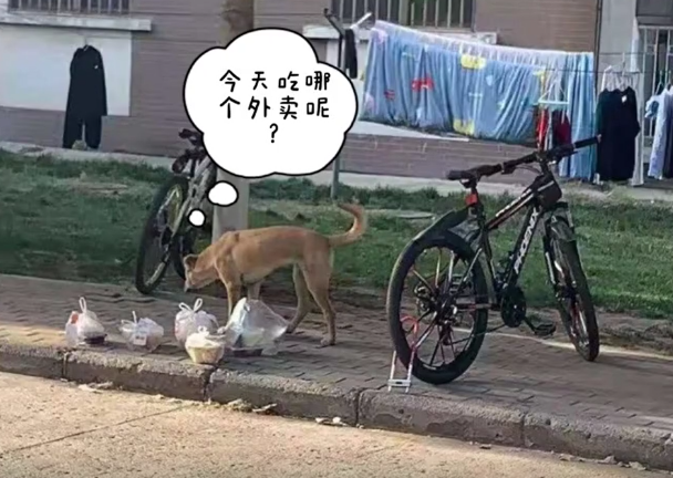 还记得那只偷拿外卖的流浪狗吗？这货又犯事了