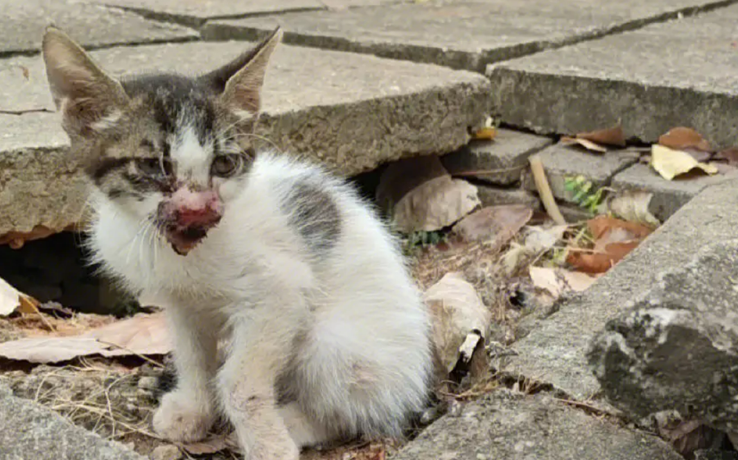 流浪猫常“蹭课”还会抓人，宁波一中学将就是否驱逐组织辩论