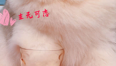 给阿拉做只狗爪杯，当看到这大猪蹄子，主人笑出声：堪比熊掌