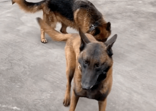 警犬天天往队里捡流浪狗，个顶个能吃，民警哭了：你做好事，为啥我们买单？