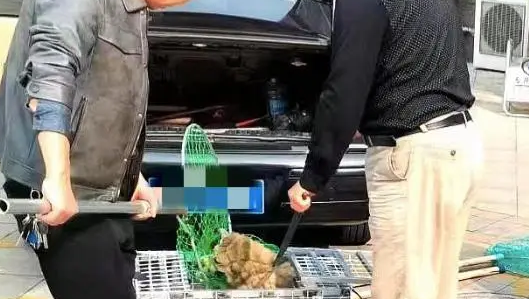 捕狗队合法吗,捕狗队抓的狗去哪了,捕狗队是干什么的