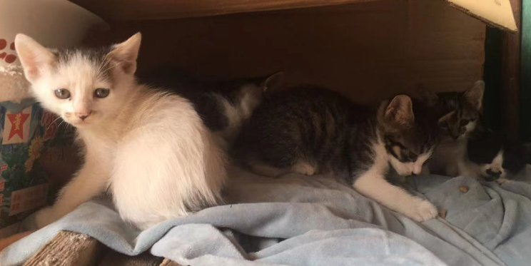 男子卖猫被罚款，怒摔小猫：我一毛都没有 