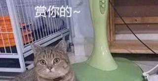两只猫打碎花瓶，女子准备揍猫时看到花瓶里的东西，顿时露出坏笑