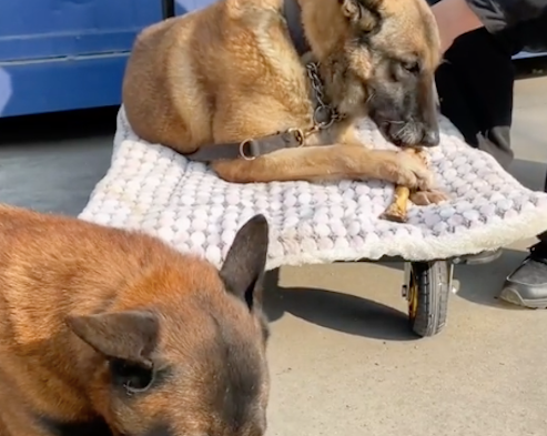 瘫痪警犬退役后，后辈分享食物还帮忙推小车晒太阳，战友情啊！
