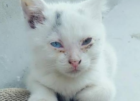 捡了一只流浪猫, 看上去病怏怏的, 没想到喂养60天后华丽逆袭！