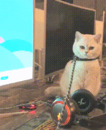 和家人说要去遛猫，主人却转身进了网吧，猫咪一脸委屈：我抑郁了