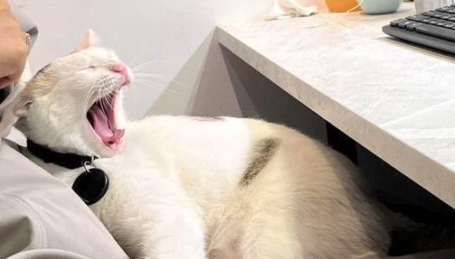 只要一入冬，这虎斑猫就会躺遍全公司女同事的大腿！