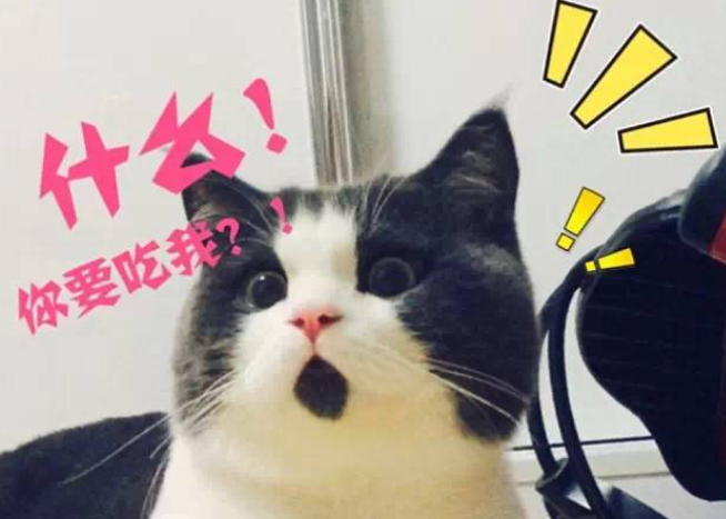 网络红猫悉数亮相 又添新成员'惊讶猫'