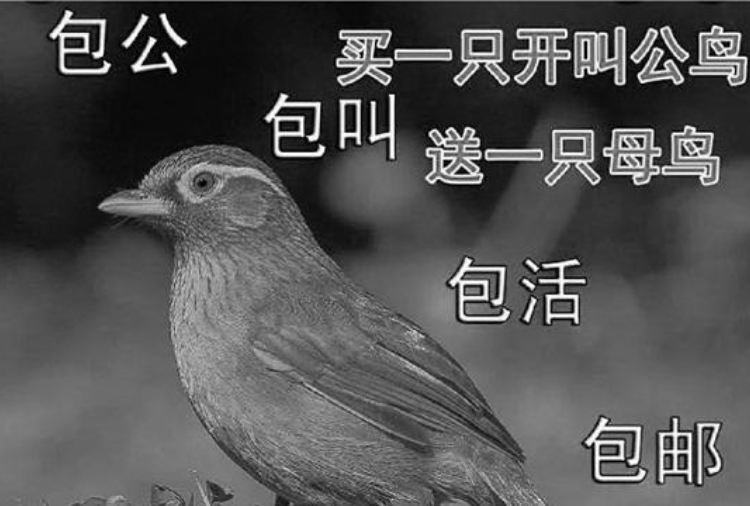做课题发现有人网上兜售野鸟，高一女生连续写信给淘宝望叫停