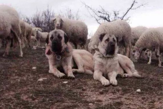 世界第一猛犬，坎高犬大战大灰狼，场面惨烈，让人直冒冷汗