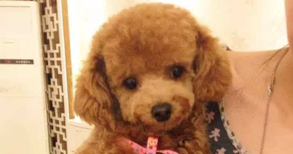 女主人外出期间把泰迪交给婆婆带，半年后回来都崩溃了！ 
