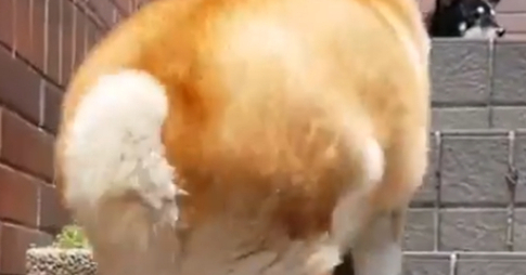 柴犬胖得下楼梯都困难，一蹦一蹦太可爱了，像个小炮弹