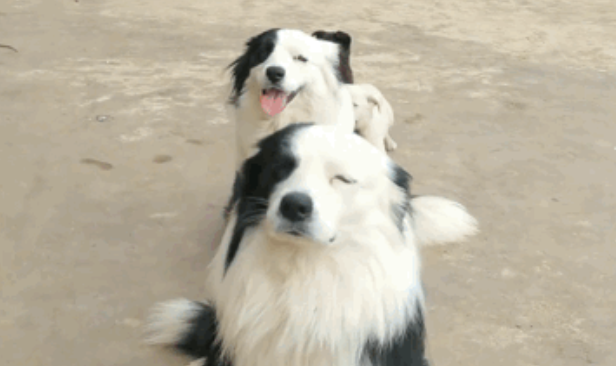 警犬天天往队里捡流浪狗，个顶个能吃，民警哭了：你做好事，为啥我们买单？