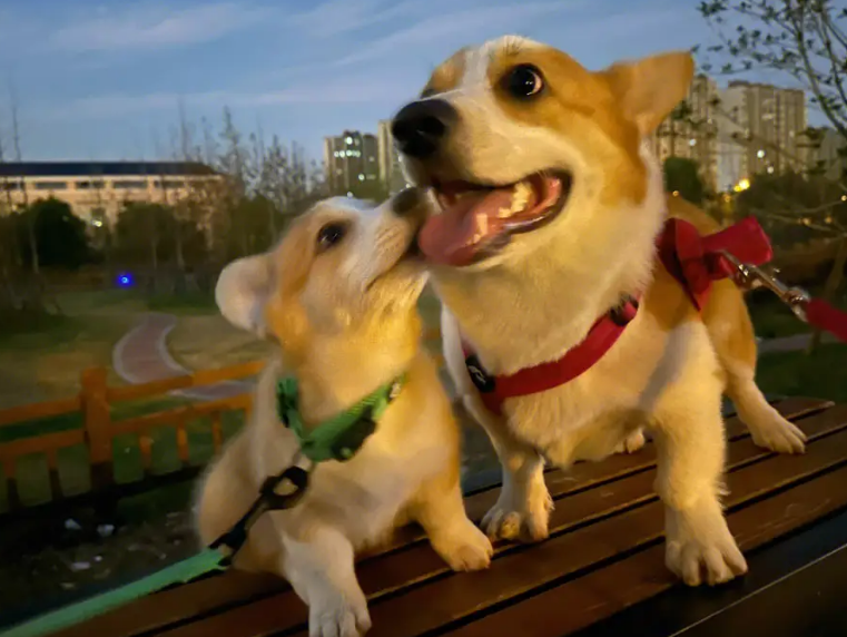 一种神秘且具有致命性的犬类呼吸道传染病近日肆虐美国多个州份，令狗狗深受威胁，然而兽医专家至今仍无法确定病因，束手无策。  该种新型传染病的特徵是抗药性强，普通的抗生素等治疗手段似乎不起作用，而且恶化甚速，最快可在24-36小时内演变成重症，从咳嗽转化成肺炎，目前已经出现多宗死亡案例。还有，据报普通的呼吸道检测查不出这种新型疾病，往往导致狗狗延医。