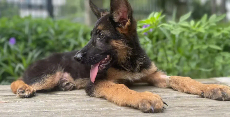 好心人收养流浪德牧犬后，第二天收获了意外的惊喜