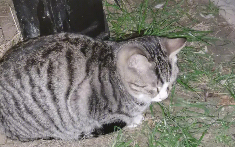 沈阳老太用退休金喂流浪猫8年：任何弱者都需要关心爱护
