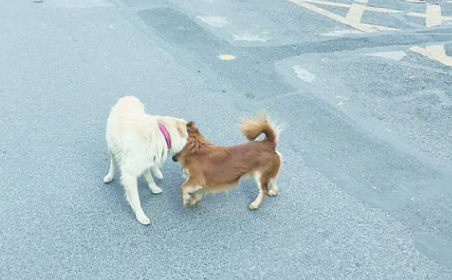 撞死宠物犬不要慌!北京一宠物狗遛狗未牵绳，狗主人被判定全责 