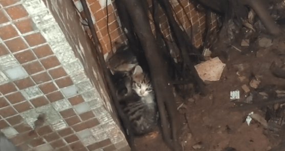 曾经在雨中险些被冻死的小奶猫们，当它们遇到对的人，它们也可以幸福满满