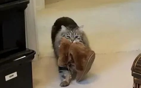 虎斑猫有了新家后，每天做出这样的举动来给妈妈报恩！