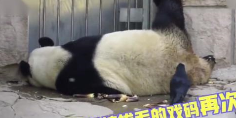 熊猫姿势奇葩睡觉觉，背后出现不速之客，网友：快被啄秃了还睡？