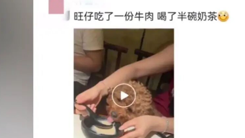 江苏：一女子带狗进餐厅，用公勺喂狗吃饭，店家：以后会加强管理