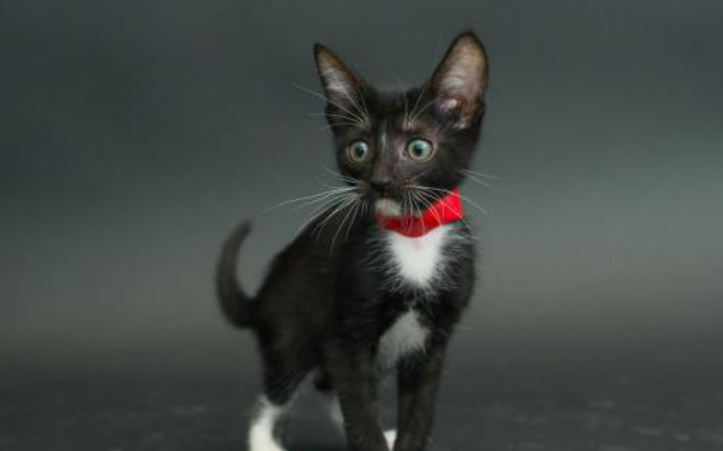 美又萌的小黑猫，并不会让你变得不幸