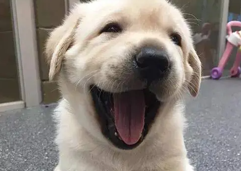 狗狗不会说话，你怎么知道它是真的爱你？