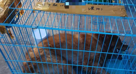 “广州帮帮宠物托运”收空运钱，改陆运致宠物金毛犬死亡