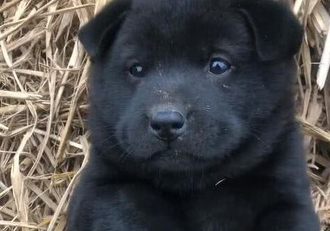 花一块钱买了只田园犬，看到狗狗的颜色，众人狂呼这回你血赚！