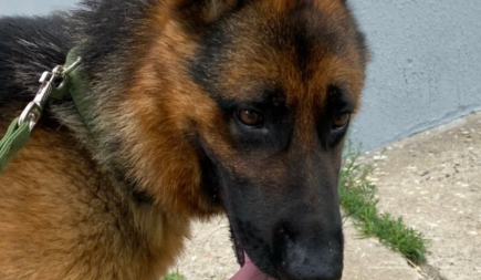 33万“天价”警犬竟然长这样？网友：都没人花33万娶我