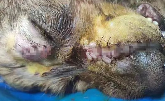 金毛溜出门被砍伤！主人“寻凶”：如果咬你了 我愿意道歉