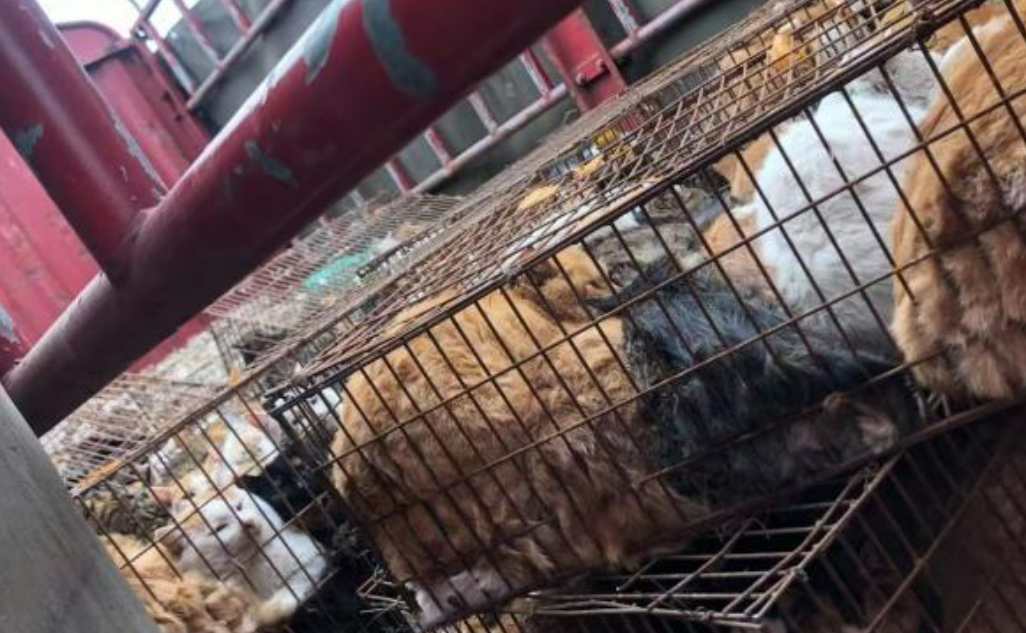 山西斩断一跨省盗猫贩猫链条，数百“喵星人”坐等“铲屎官”