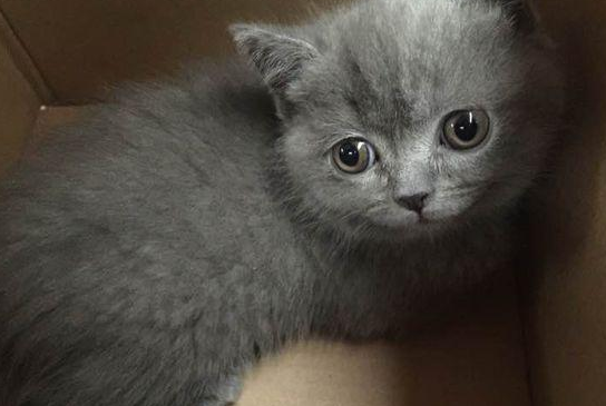 女孩养了一只英短蓝猫，本觉得会养成蓝胖子，养着养着却带来惊喜