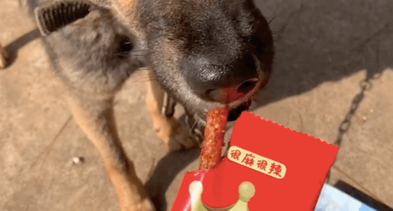 狗狗吃辣条时小心翼翼，生怕把袋子弄脏了！后来还因没了生气了！