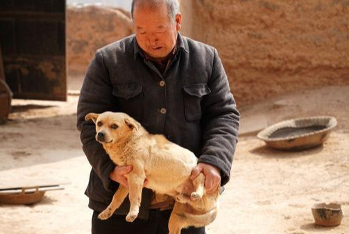 山西农民大叔家的中华田园犬，能看家护院守一方，号称功臣犬